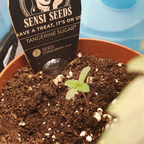 Tangerine Sugar growlog timeline photo