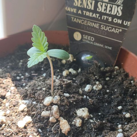 Tangerine Sugar growlog timeline photo