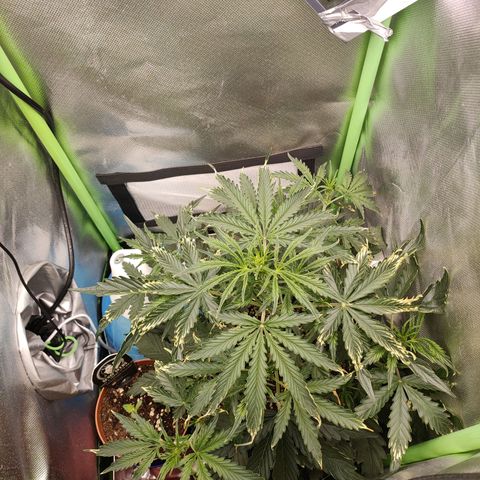 Zkittlez OG Auto growlog timeline photo