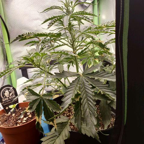Zkittlez OG Auto growlog timeline photo