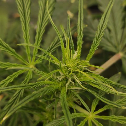 Zkittlez OG Auto growlog timeline photo