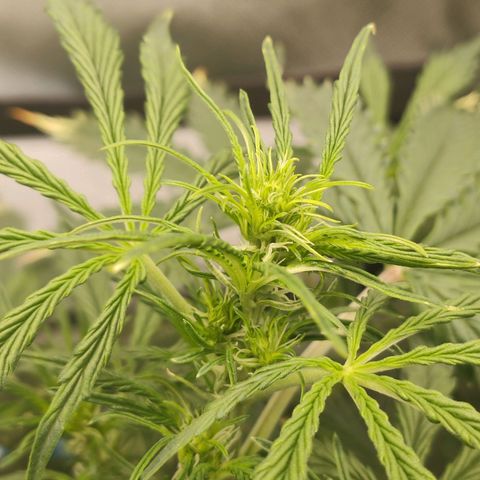 Zkittlez OG Auto growlog timeline photo
