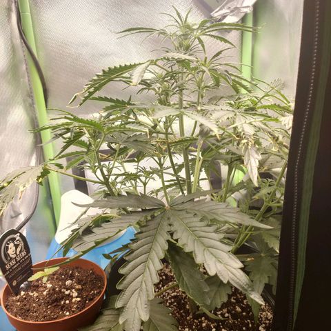 Zkittlez OG Auto growlog timeline photo