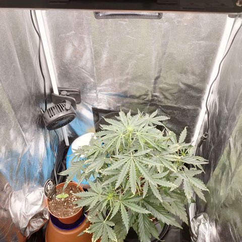 Zkittlez OG Auto growlog photo: New environment 60*60*160