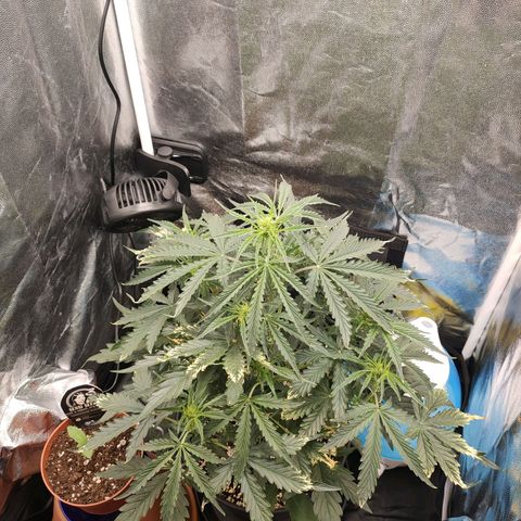Zkittlez OG Auto growlog timeline photo