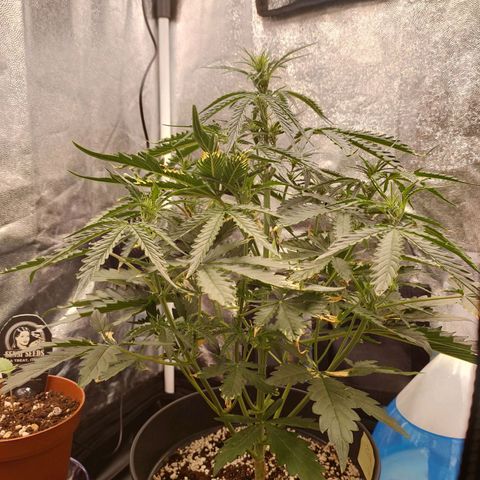 Zkittlez OG Auto growlog timeline photo