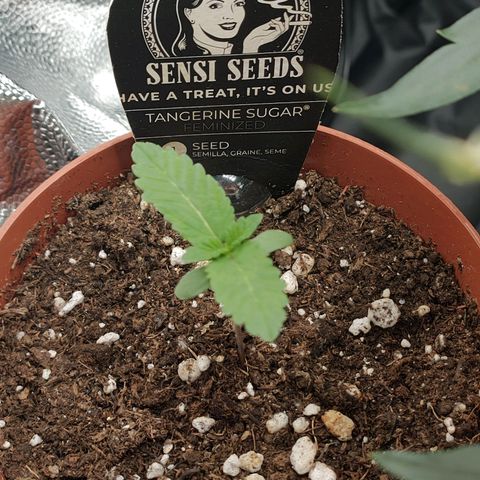 Tangerine Sugar growlog timeline photo