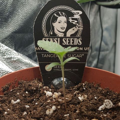 Tangerine Sugar growlog timeline photo