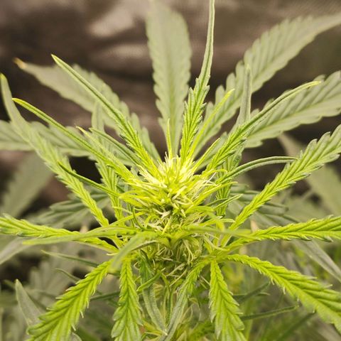 Zkittlez OG Auto growlog photo: Top cola 