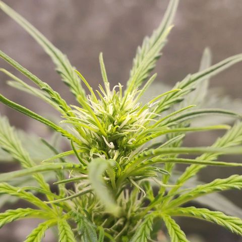 Zkittlez OG Auto growlog timeline photo