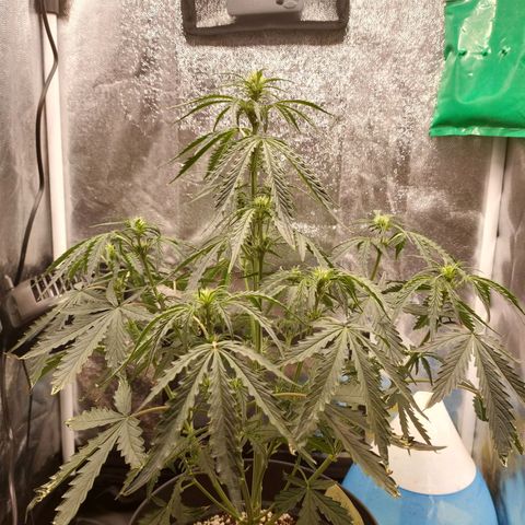 Zkittlez OG Auto growlog timeline photo