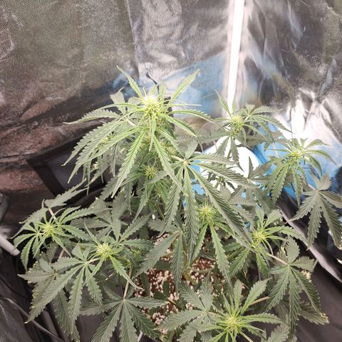 Zkittlez OG Auto growlog timeline photo