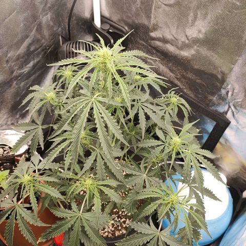 Zkittlez OG Auto growlog timeline photo