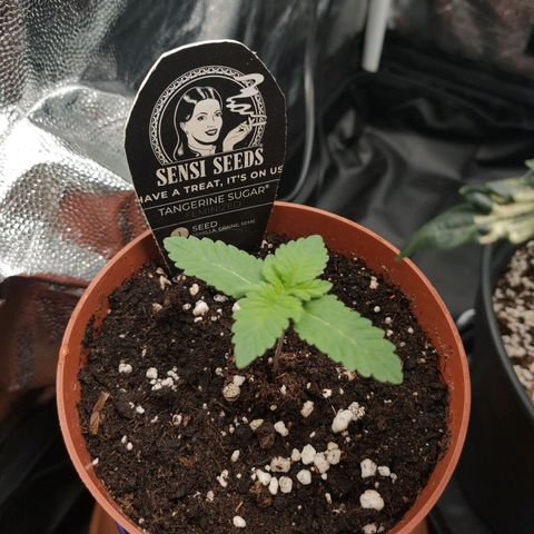 Tangerine Sugar growlog timeline photo
