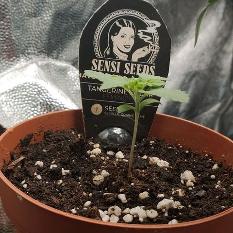 Tangerine Sugar growlog timeline photo