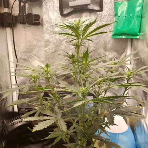 Zkittlez OG Auto growlog photo: 2-3h after watering 