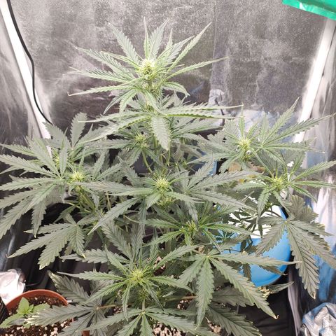 Zkittlez OG Auto growlog photo: 2-3h after watering 