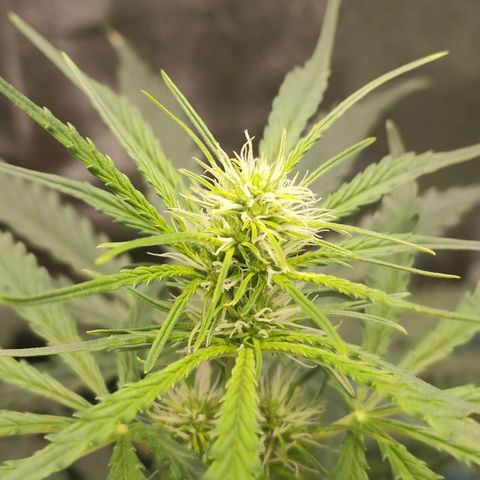Zkittlez OG Auto growlog photo: Top cola