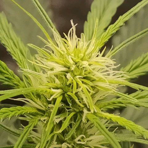 Zkittlez OG Auto growlog photo: Top cola