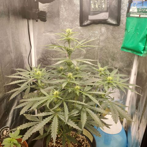 Zkittlez OG Auto growlog timeline photo