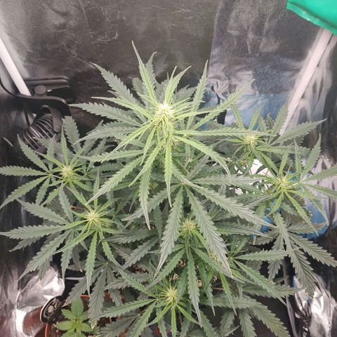 Zkittlez OG Auto growlog timeline photo
