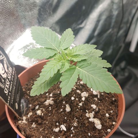 Tangerine Sugar growlog timeline photo