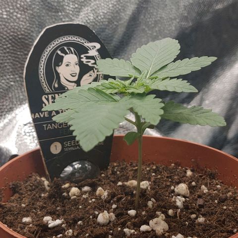 Tangerine Sugar growlog timeline photo
