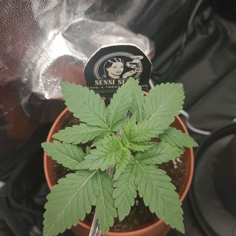 Tangerine Sugar growlog timeline photo