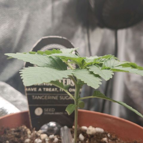 Tangerine Sugar growlog timeline photo
