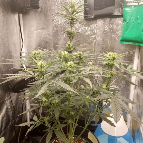 Zkittlez OG Auto growlog timeline photo