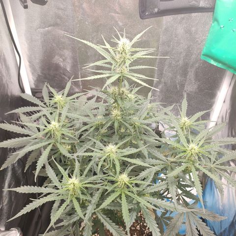 Zkittlez OG Auto growlog timeline photo