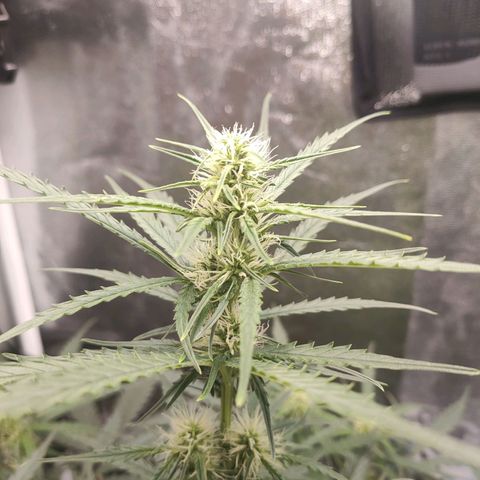 Zkittlez OG Auto growlog photo: Mornings 