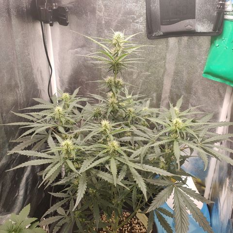 Zkittlez OG Auto growlog photo: Mornings 