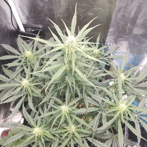 Zkittlez OG Auto growlog photo: Mornings 