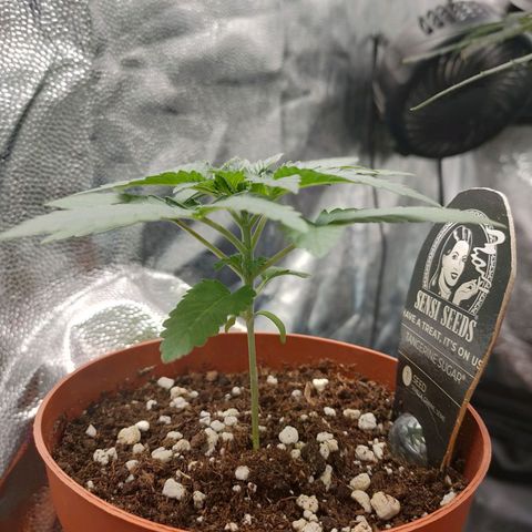 Tangerine Sugar growlog photo: Mornings 