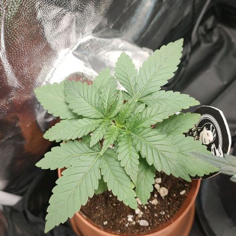 Tangerine Sugar growlog photo: Mornings 