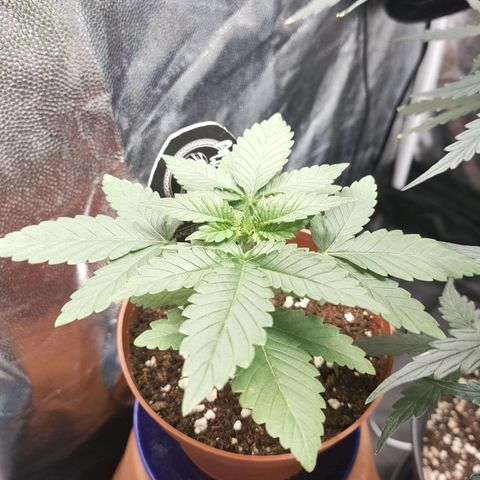 Tangerine Sugar growlog timeline photo