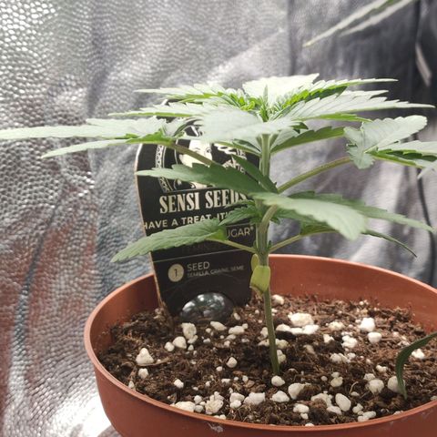 Tangerine Sugar growlog timeline photo