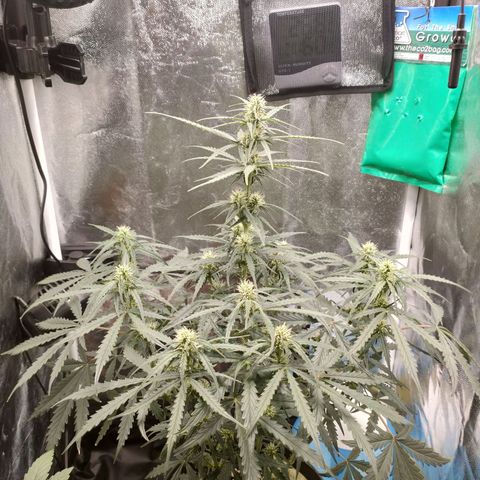 Zkittlez OG Auto growlog photo: After morning watering before long weekend away.