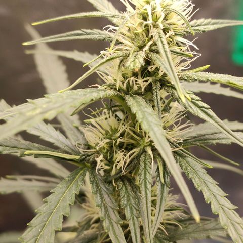 Zkittlez OG Auto growlog timeline photo
