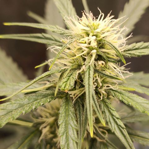 Zkittlez OG Auto growlog timeline photo