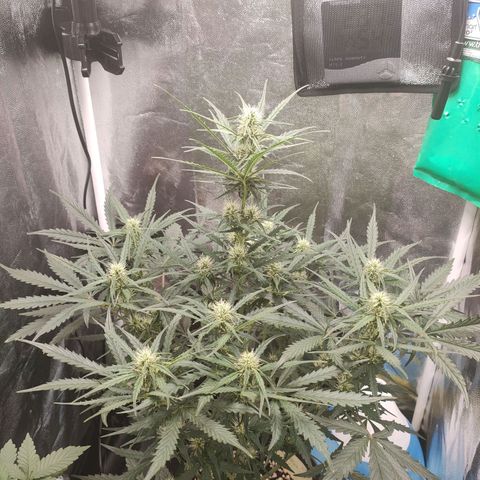 Zkittlez OG Auto growlog photo: Evening just before leaving for the long weekend.