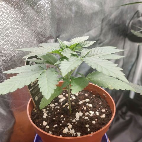Tangerine Sugar growlog photo: Evening just before leaving for the long weekend.