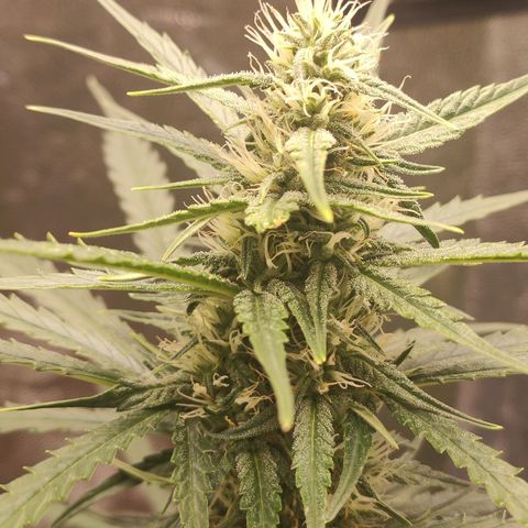 Zkittlez OG Auto growlog timeline photo