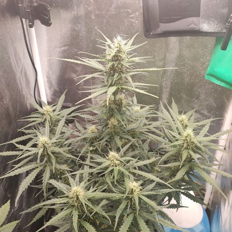Zkittlez OG Auto growlog timeline photo