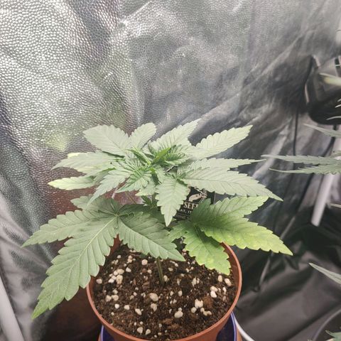 Tangerine Sugar growlog timeline photo