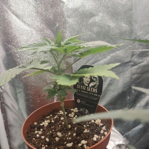 Tangerine Sugar growlog timeline photo