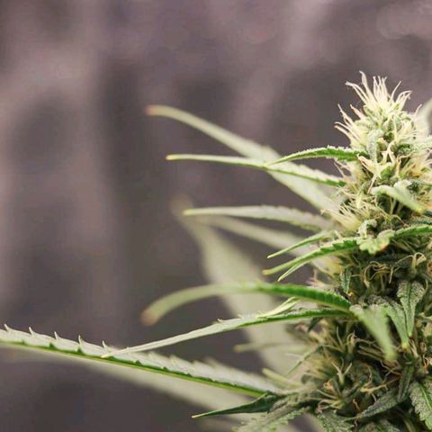 Zkittlez OG Auto growlog photo: Top cola