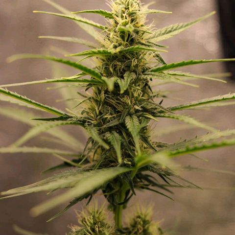 Zkittlez OG Auto growlog photo: Top cola