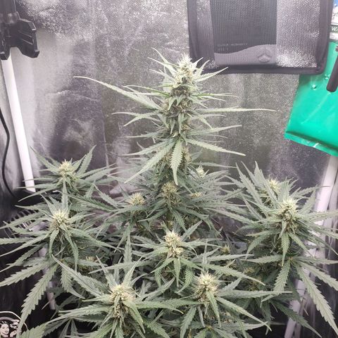 Zkittlez OG Auto growlog timeline photo